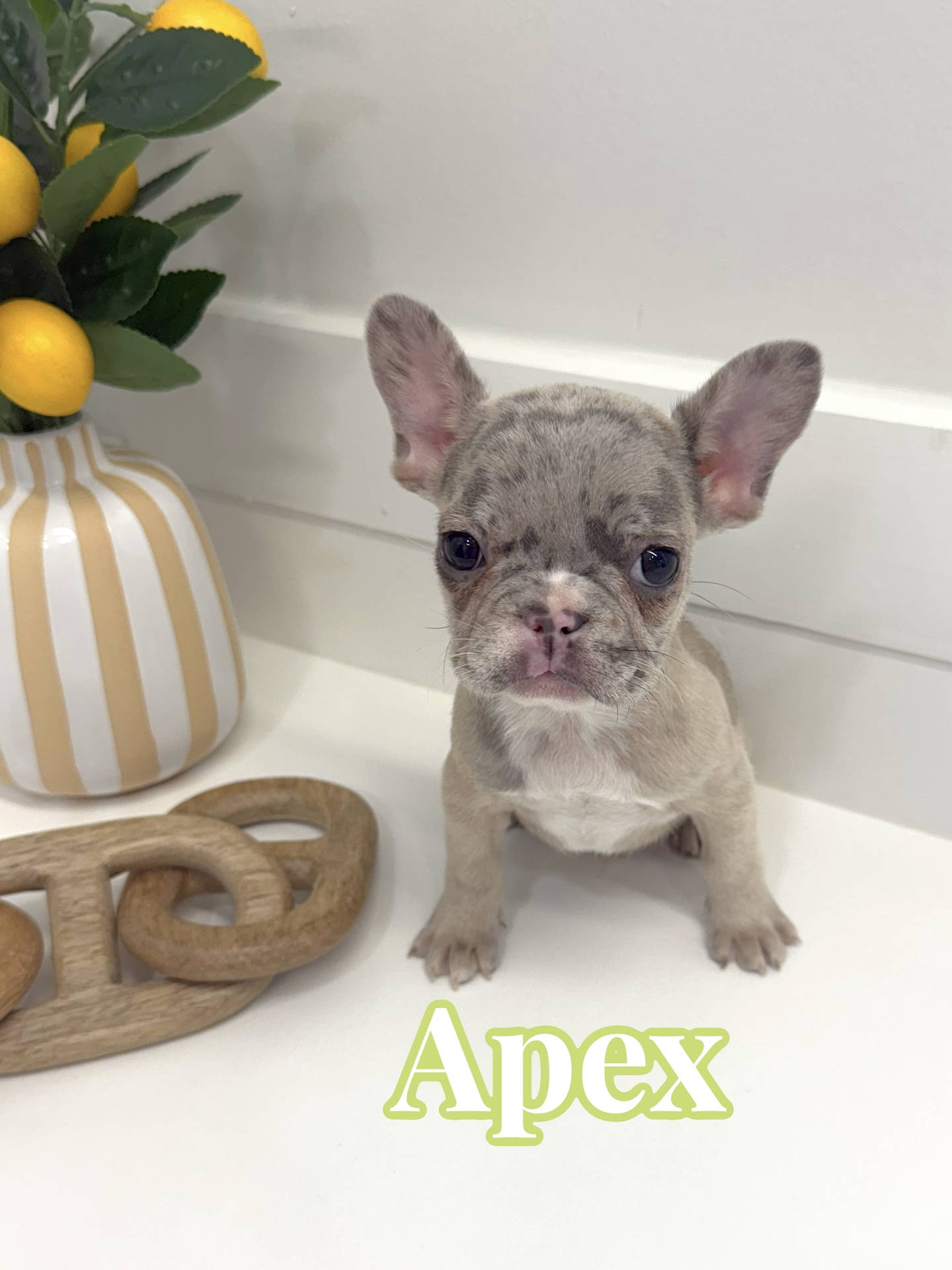 Apex - French Bulldog Puppy - BPPP Litter --