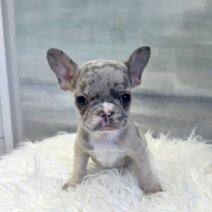 Apex - French Bulldog Puppy - BPPP Litter --_