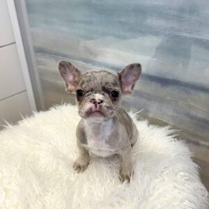 Apex - French Bulldog Puppy - BPPP Litter --_