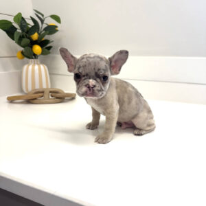 Apex - French Bulldog Puppy - BPPP Litter --_