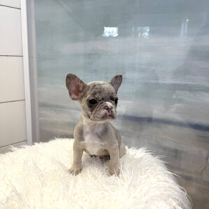 Apex - French Bulldog Puppy - BPPP Litter --_