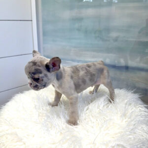 Apex - French Bulldog Puppy - BPPP Litter --_
