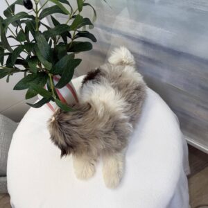 Aqua - F Shihpoo Puppy - BPPP Litter --_