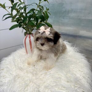 Aqua - F Shihpoo Puppy - BPPP Litter --_