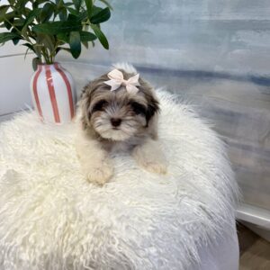 Aqua - F Shihpoo Puppy - BPPP Litter --_