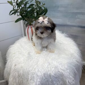 Aqua - F Shihpoo Puppy - BPPP Litter --_