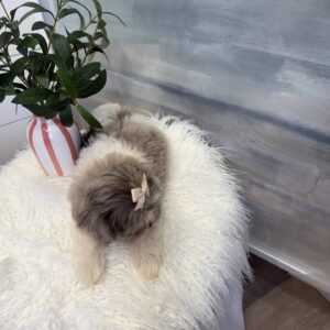 Aqua - F Shihpoo Puppy - BPPP Litter --_