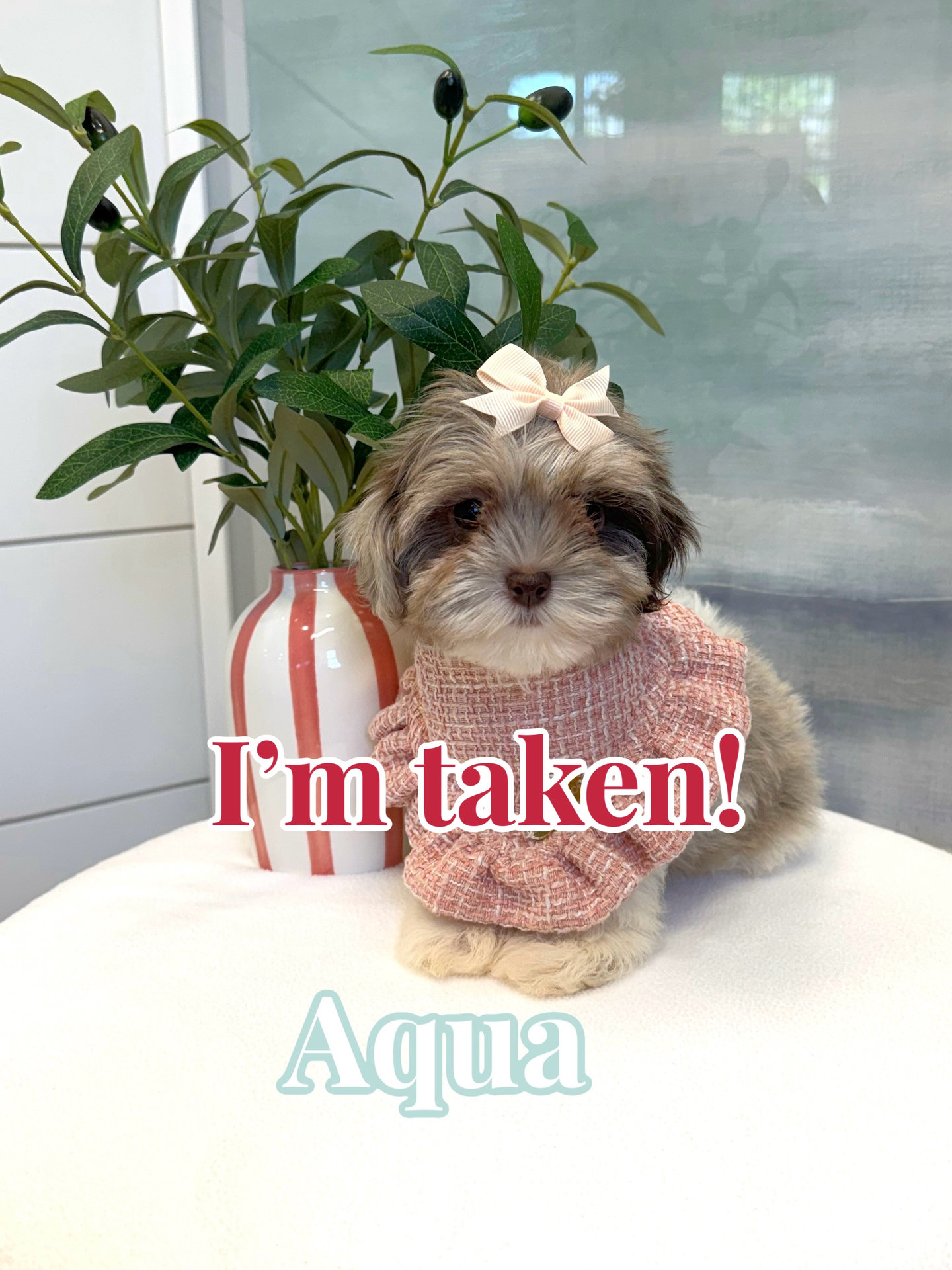 Aqua - F Shihpoo Puppy - BPPP Litter --_Forever Home in Mountain Iron- MN