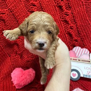 Archer - Red_Apricot - Male - Toy Goldendoodle - Petite Posh Puppies_New Jan