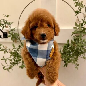 Archer - Red_Apricot - Male - Toy Goldendoodle - Petite Posh Puppies_New Jan _