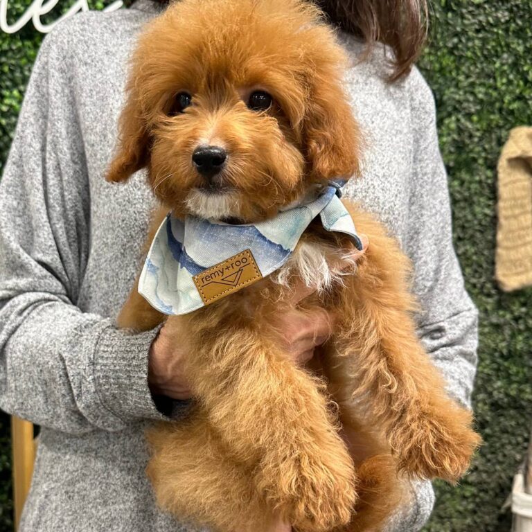 Archer - Red_Apricot - Male - Toy Goldendoodle - Petite Posh Puppies_New Jan _