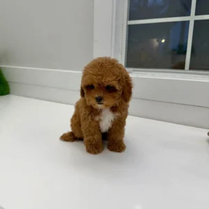 Archie - FB Cavapoo Puppy - BPPP Litter --_-