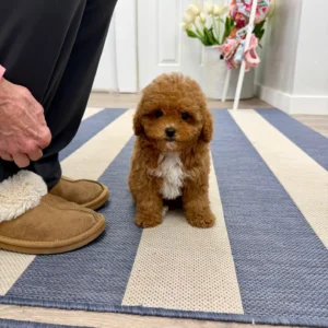 Archie - FB Cavapoo Puppy - BPPP Litter --_-