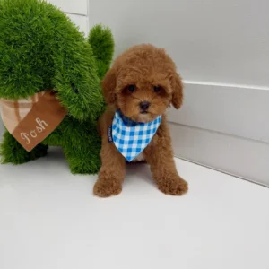 Archie - FB Cavapoo Puppy - BPPP Litter --_-