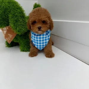 Archie - FB Cavapoo Puppy - BPPP Litter --_-