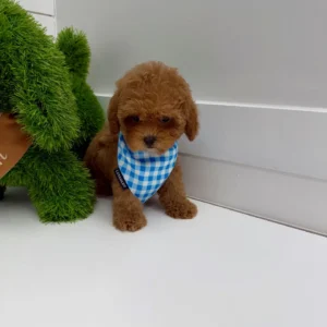 Archie - FB Cavapoo Puppy - BPPP Litter --_-