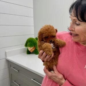 Archie - FB Cavapoo Puppy - BPPP Litter --_-