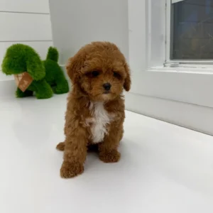Archie - FB Cavapoo Puppy - BPPP Litter --_-