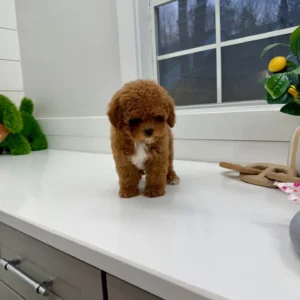 Archie - FB Cavapoo Puppy - BPPP Litter --_-