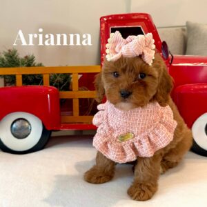 Arianna - Female FB Cavapoo - BPPP