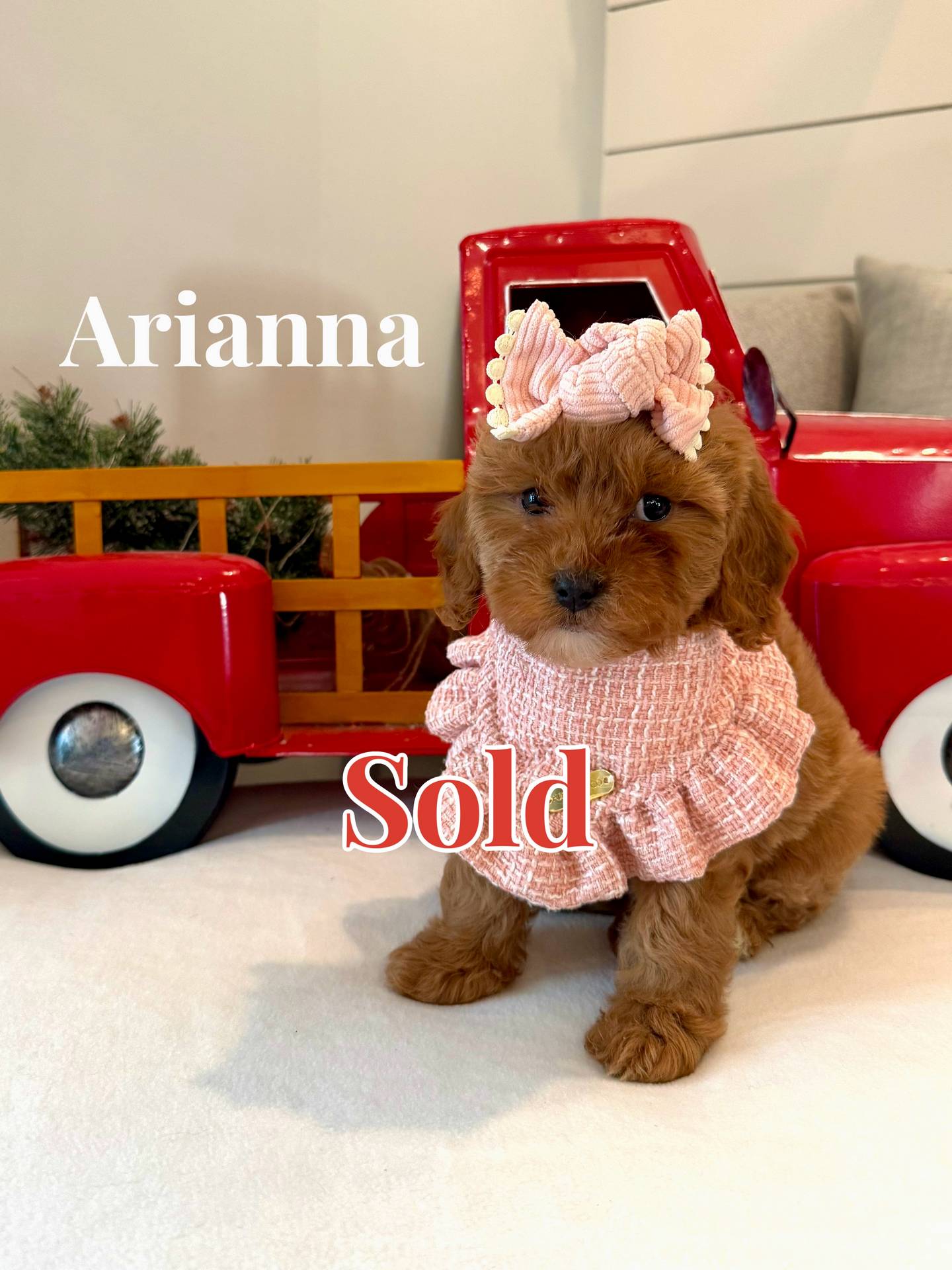 Arianna - Female FB Cavapoo - BPPP - Forever Home in Tiburon- CA