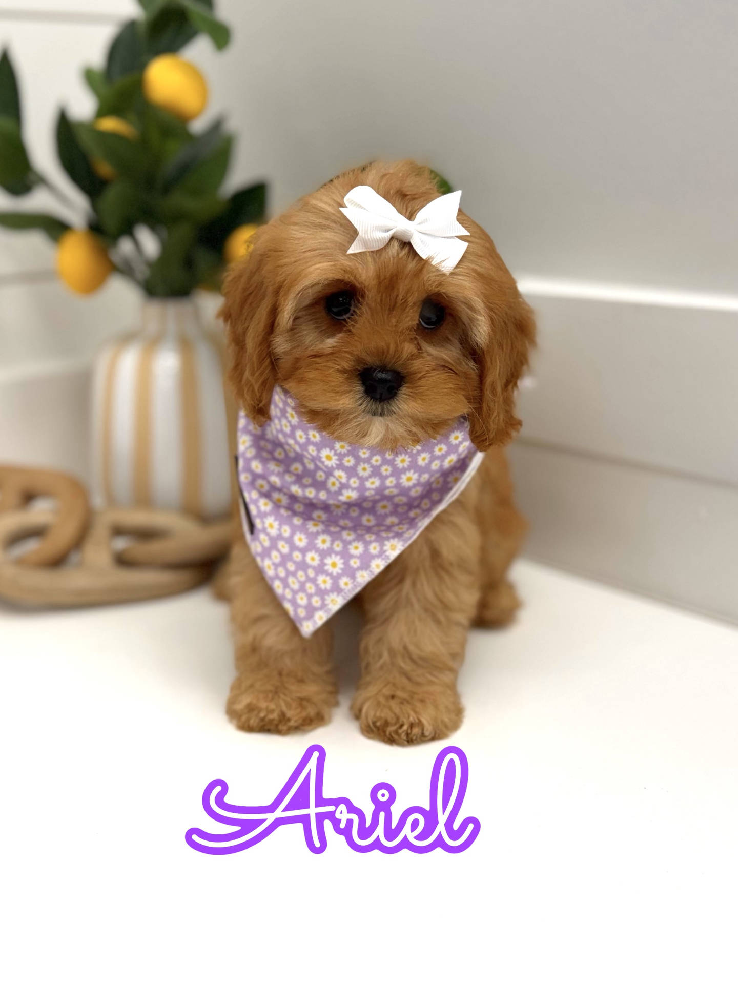 Ariel - F Cavapoo Puppy - Litter --_