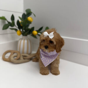Ariel - F Cavapoo Puppy - Litter --_