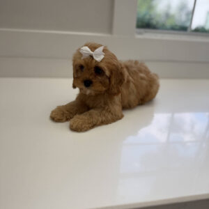 Ariel - F Cavapoo Puppy - Litter --_