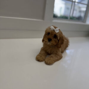 Ariel - F Cavapoo Puppy - Litter --_