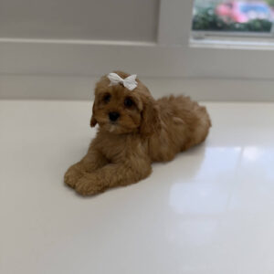 Ariel - F Cavapoo Puppy - Litter --_