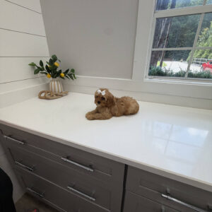 Ariel - F Cavapoo Puppy - Litter --_