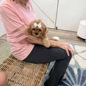 Ariel - F Cavapoo Puppy - Litter --_