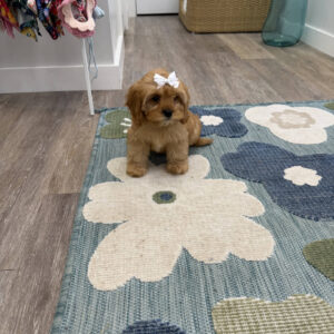 Ariel - F Cavapoo Puppy - Litter --_