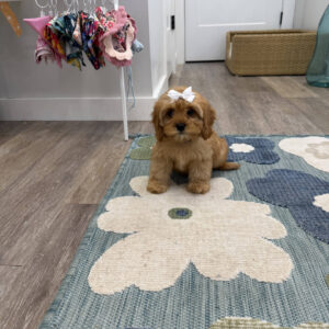 Ariel - F Cavapoo Puppy - Litter --_