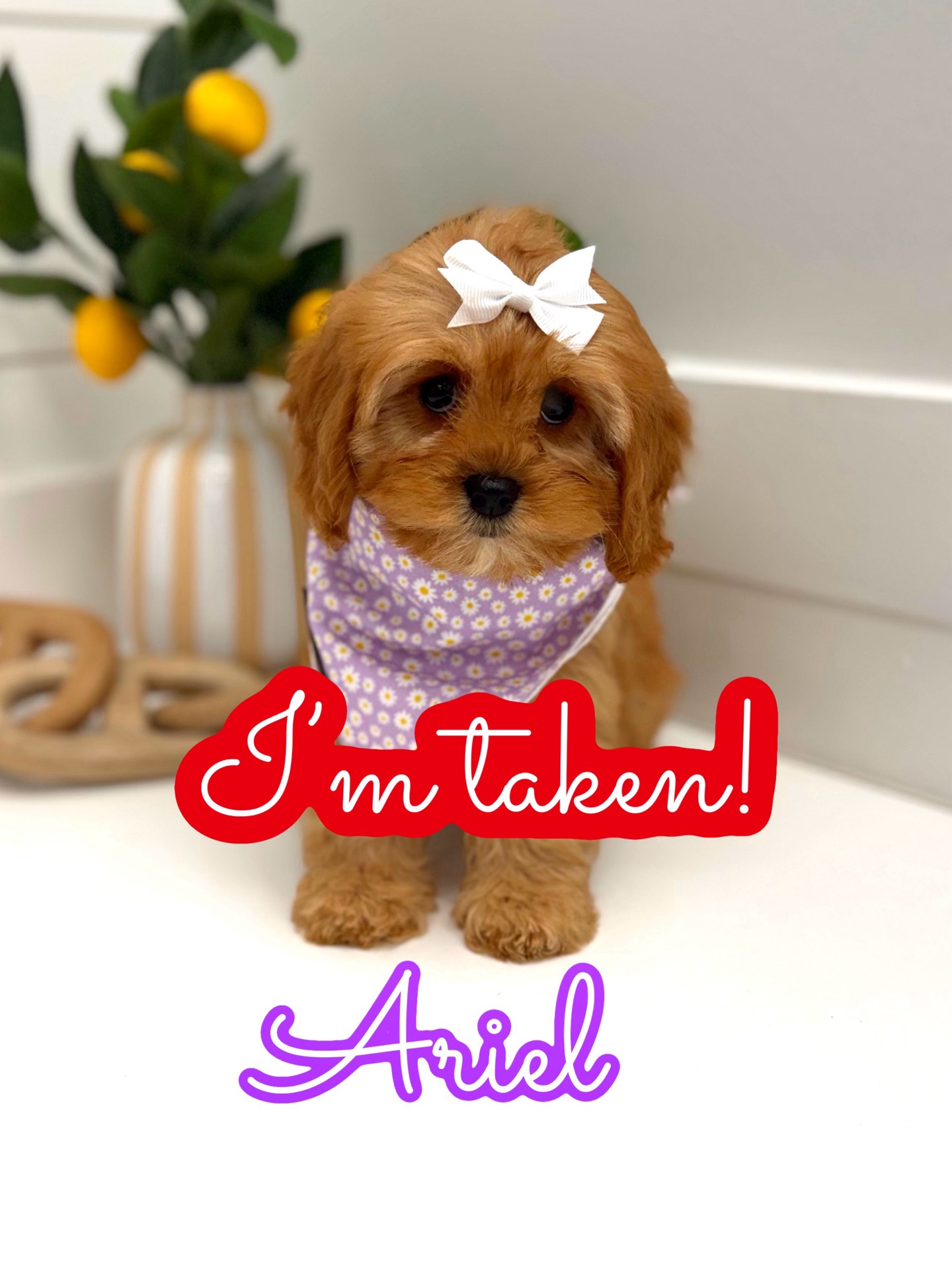 Ariel - F Cavapoo Puppy - Litter --_Forever Home in North Miami Beach- FL