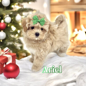 Ariel - F Maltipoo Puppy - BPPP Litter --_
