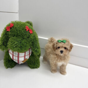 Ariel - F Maltipoo Puppy - BPPP Litter --_