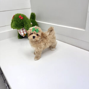 Ariel - F Maltipoo Puppy - BPPP Litter --_