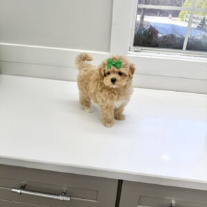 Ariel - F Maltipoo Puppy - BPPP Litter --_