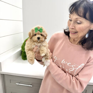 Ariel - F Maltipoo Puppy - BPPP Litter --_