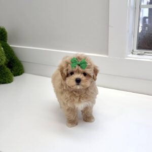 Ariel - F Maltipoo Puppy - BPPP Litter --_
