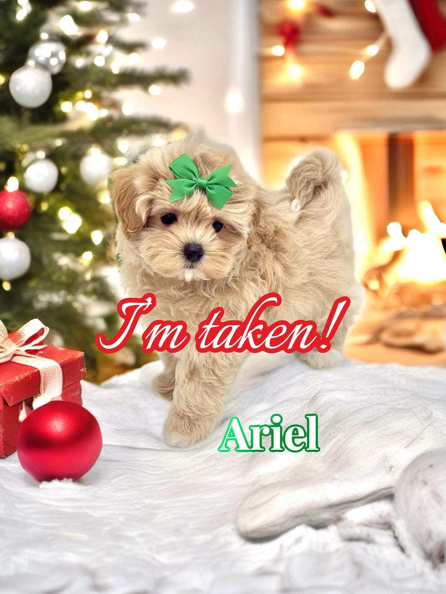 Ariel - F Maltipoo Puppy - BPPP Litter --_Forever Home in Royal Oak- MI