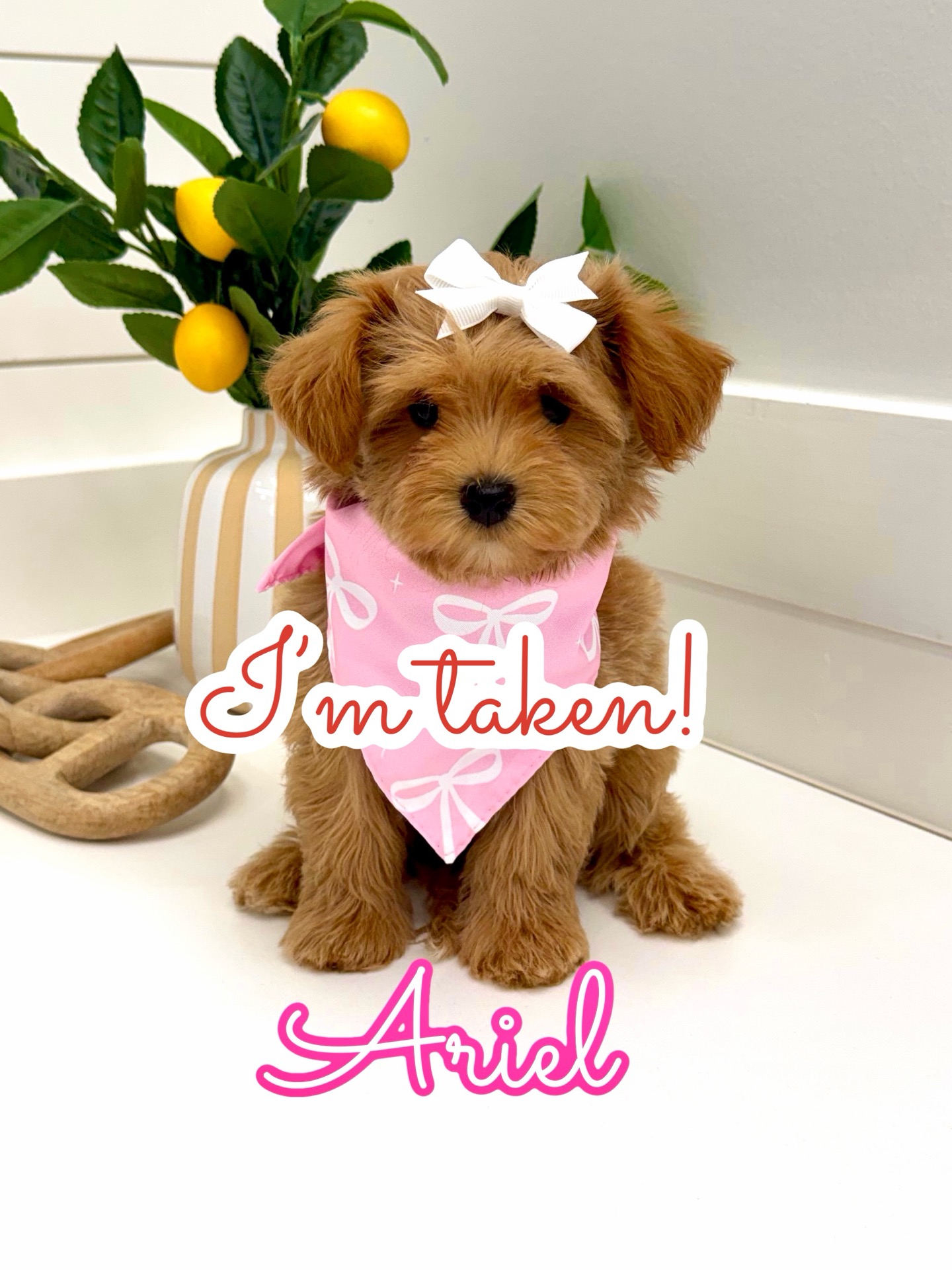 Ariel - F Maltipoo Puppy - BPPP Litter -- - Forever Home in Andover- MA