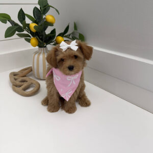 Ariel - F Maltipoo Puppy - BPPP Litter --_