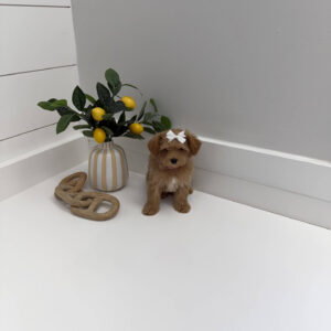 Ariel - F Maltipoo Puppy - BPPP Litter --_