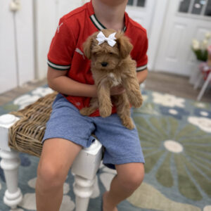 Ariel - F Maltipoo Puppy - BPPP Litter --_