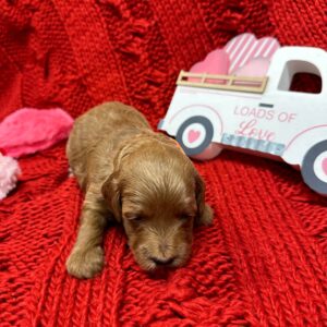 Arrow - Red_Apricot - Male - Toy Goldendoodle - Petite Posh Puppies_New Jan