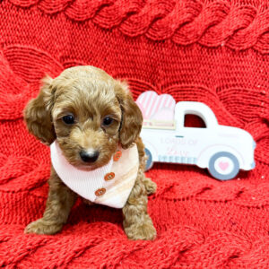 Arrow - Red_Apricot - Male - Toy Goldendoodle - Petite Posh Puppies_New Jan _