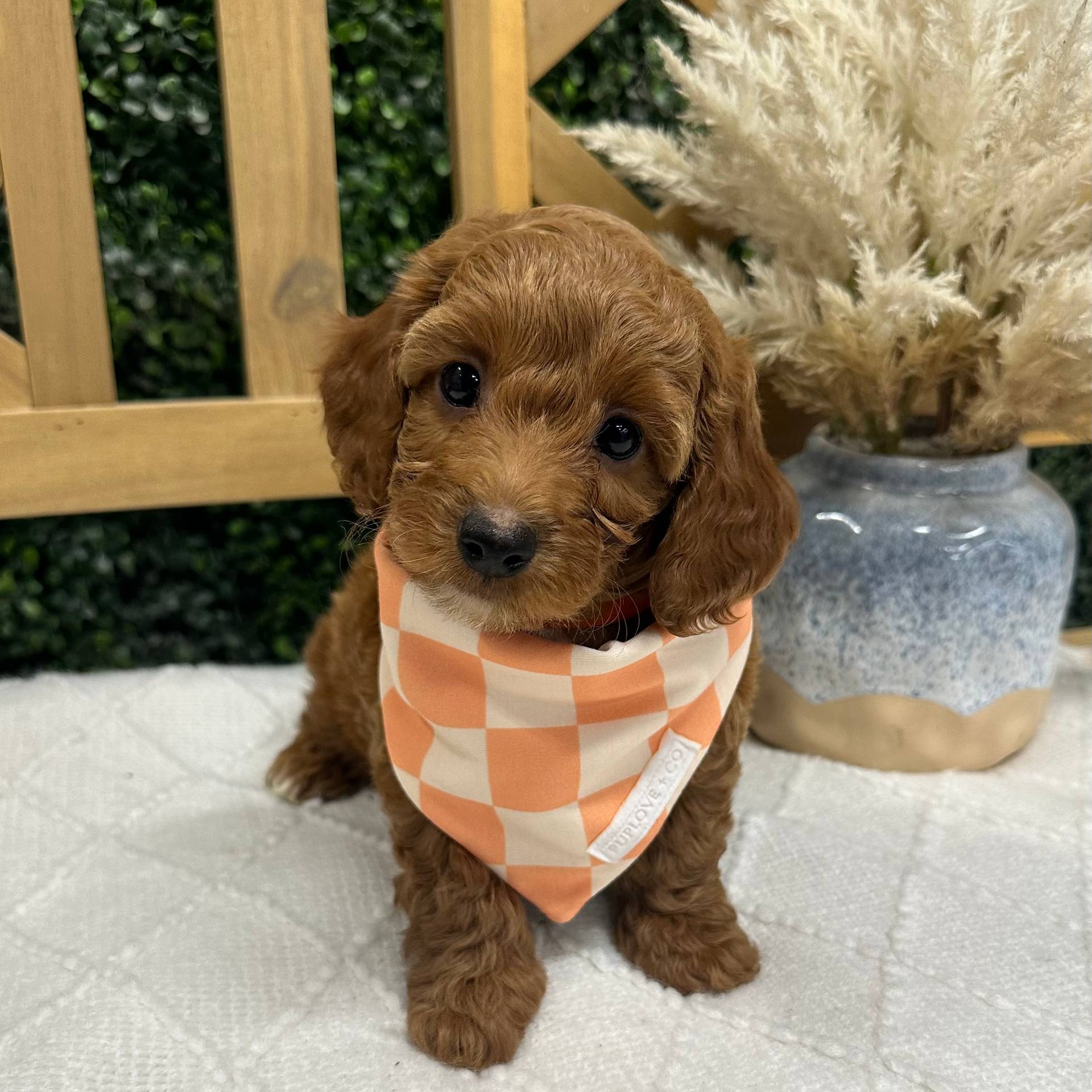 Arrow - Red_Apricot - Male - Toy Goldendoodle - Petite Posh Puppies_New Jan _