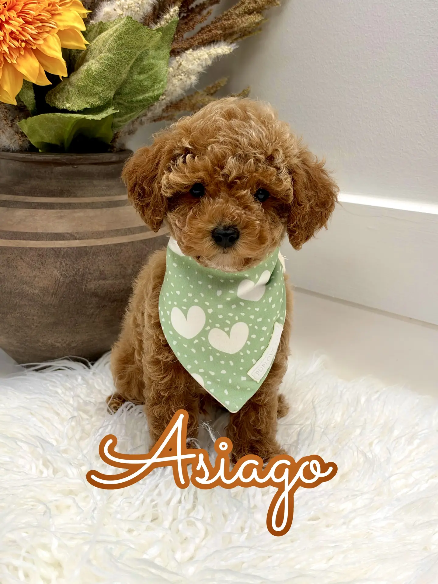 Asiago - FBB Toy Goldendoodle Puppy - Litter --_